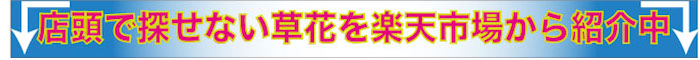 店頭で探せない草花を楽天市場から紹介中