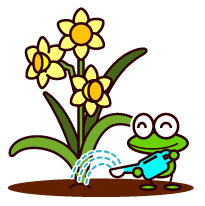 菊(キク)の水やり