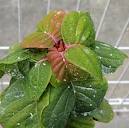 オンシツコナジラミ01