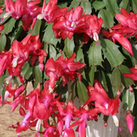 シャコバサボテン