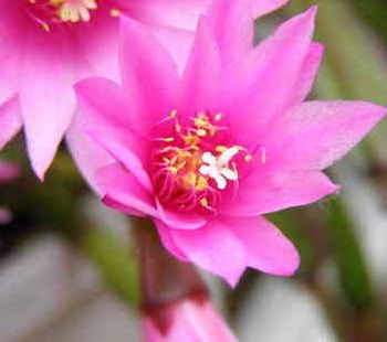 シャコバサボテンイースター