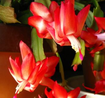 シャコバサボテン花形