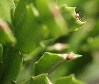 シャコバサボテン花芽