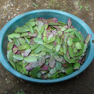 シャコバサボテン挿し穂