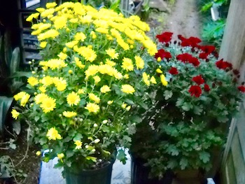 2016年管理人の鉢植え