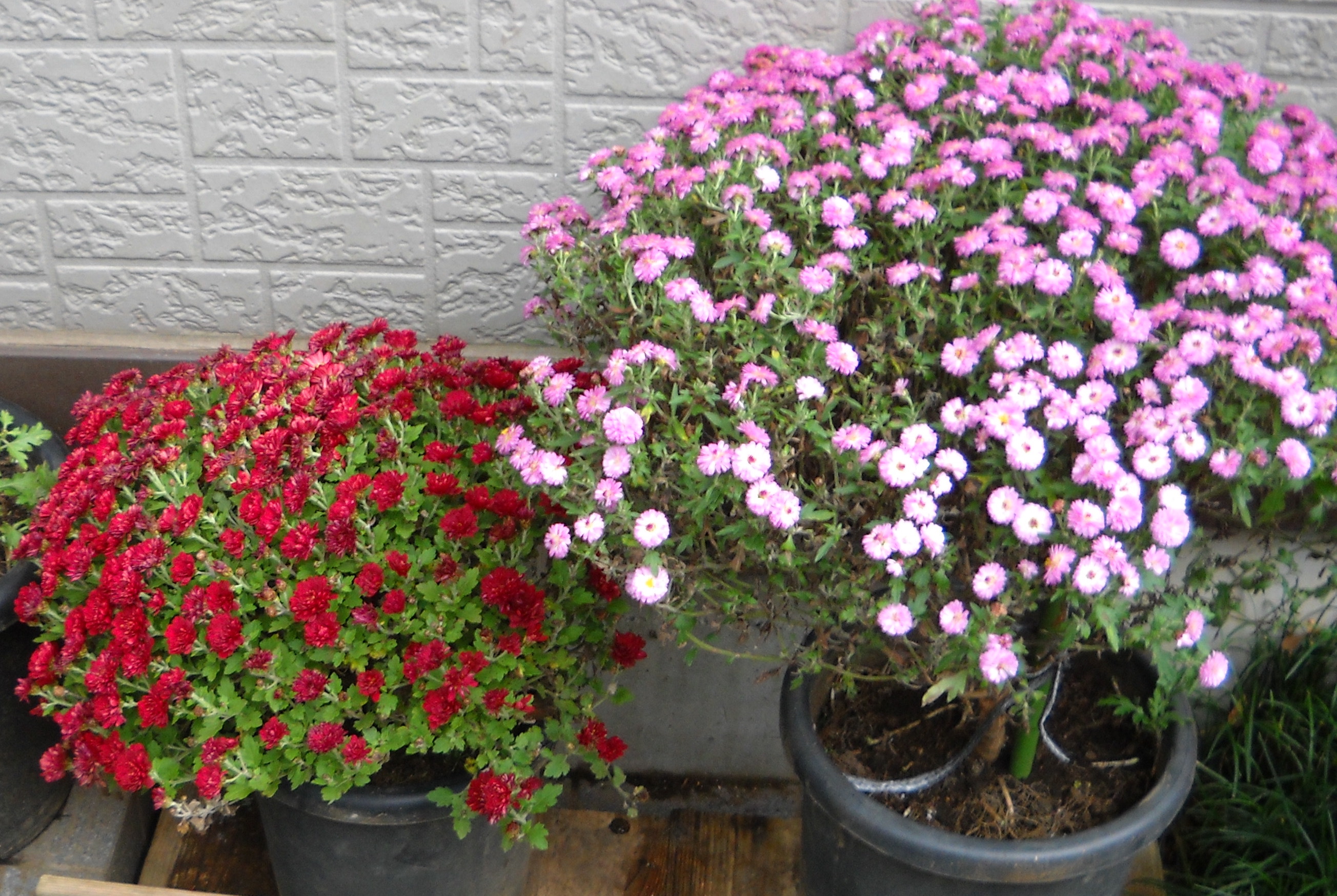 2017年鈴木ざる菊園から購入した鉢植え