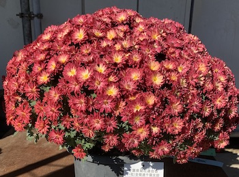 2023年市原菊祭りの優秀賞