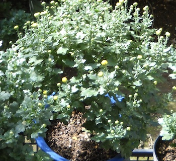 ざる菊の分枝・管理人