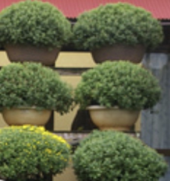 ざる菊の分枝・名人