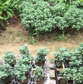 ざる菊の株分け・挿し芽