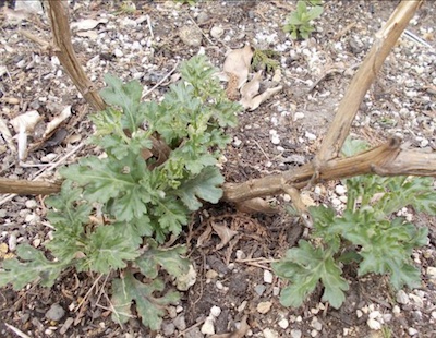 ざる菊の花が終わったら