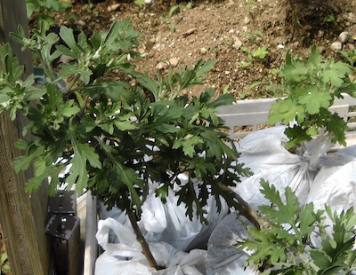 ざる菊の花が終わったら