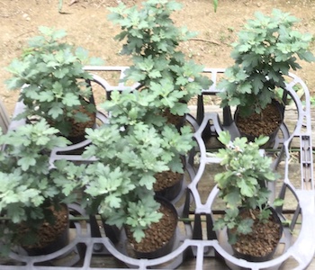 ざる菊の植付け