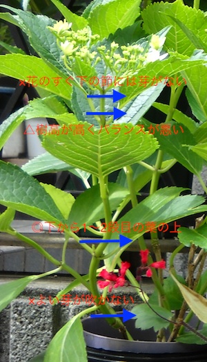 紫陽花(アジサイ)の切り戻し
