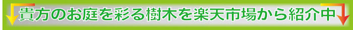 店頭で探せない草花を楽天市場から紹介中